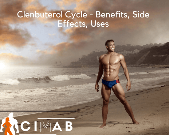 Clenbuterol Cycle