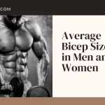 Average bicep size